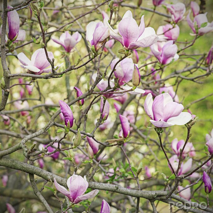 Sticker Twijgen met roze magnolia