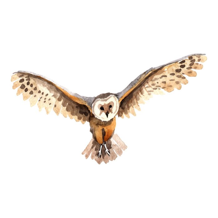 Sticker Uil geschilderd met waterverf