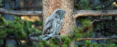 Sticker Uil slaapt in een boom