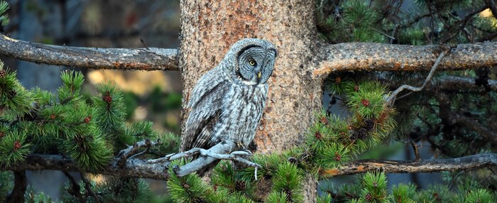 Sticker Uil slaapt in een boom