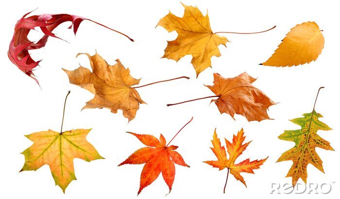 Sticker Vallen en de herfst bladeren geïsoleerd op een witte achtergrond collectie