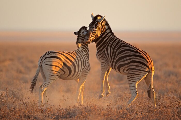 Sticker Vechten vlakteszebras, Etosha National Park