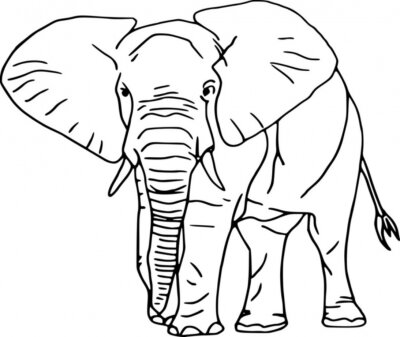 Sticker Vector - contour olifant geïsoleerd op witte achtergrond