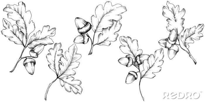 Sticker Vector herfst eikenbladeren. Blad plant botanische tuin bloemen gebladerte. Geïsoleerde illustratie element. Vectorblad voor achtergrond, textuur, omslagpatroon, kader of grens.