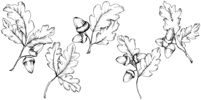 Sticker Vector herfst eikenbladeren. Blad plant botanische tuin bloemen gebladerte. Geïsoleerde illustratie element. Vectorblad voor achtergrond, textuur, omslagpatroon, kader of grens.