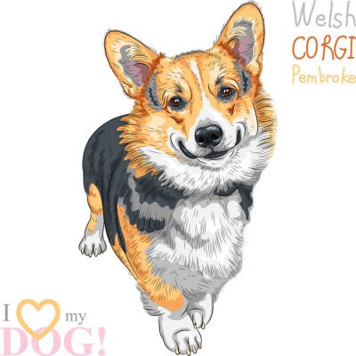 Sticker vector schets hond Pembroke Welsh corgi glimlachen