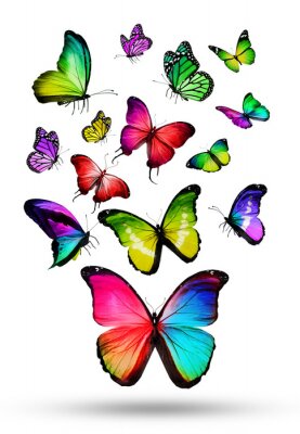 Sticker Veel kleur verschillende vlinders vliegen