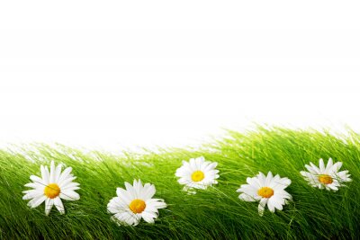 Sticker veld bloemen op gras