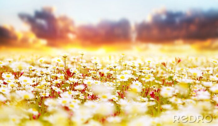 Sticker Veld met madeliefjes en wilde planten