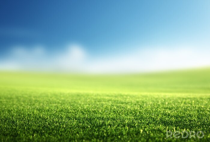 Sticker veld van de lente gras (ondiepe DOF)