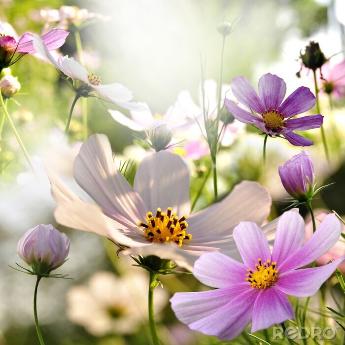 Sticker Veldbloemen en zon