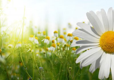 Sticker Veldbloemen in de zon