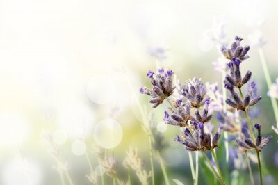 Sticker Veldbloemen op een onscherpe achtergrond