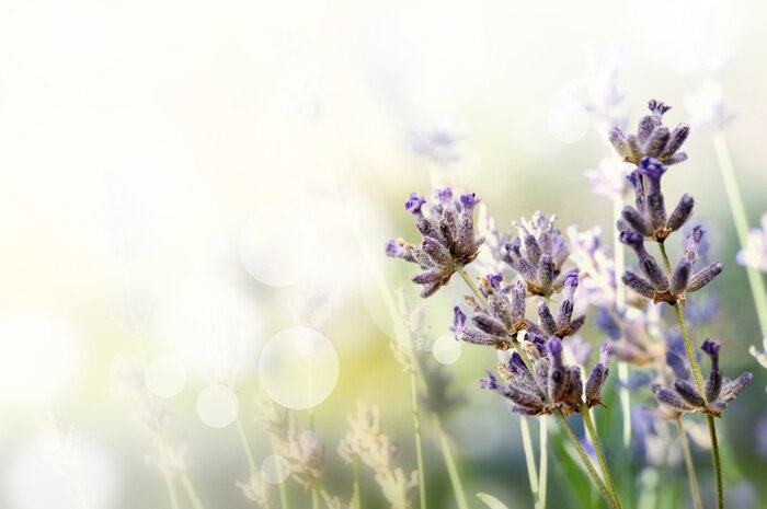 Sticker Veldbloemen op een onscherpe achtergrond
