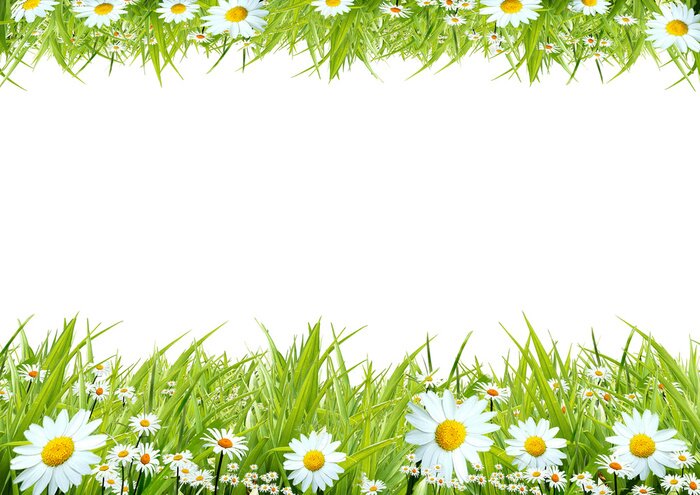 Sticker Veldbloemen op twee weiden