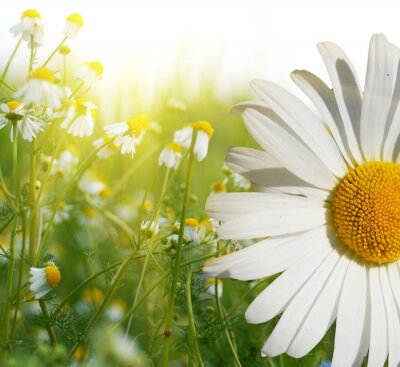 Sticker Veldbloemen verlicht door de zon