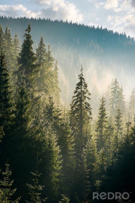 Sticker Velden met coniferen