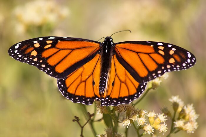 Sticker Vergrote vlinder