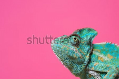 Sticker vergrote weergave van schattige kleurrijke exotische kameleon geïsoleerd op roze