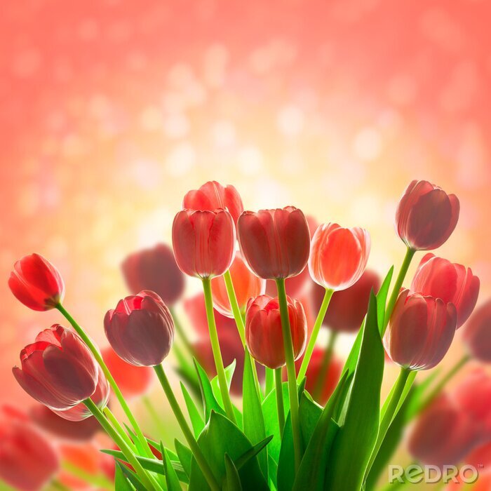 Sticker Verlichte rode tulpen