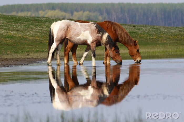 Sticker Verliefde paarden waden in het water