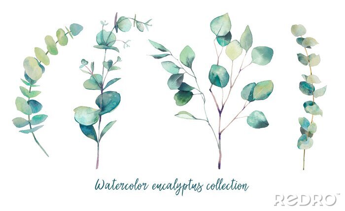 Sticker Verschillende eucalyptus takken in pastelillustratie