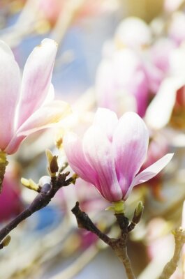 Sticker Verschillende knoppen van roze magnolia