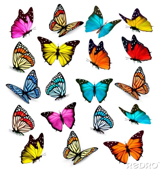 Sticker Verschillende soorten kleurrijke vlinders