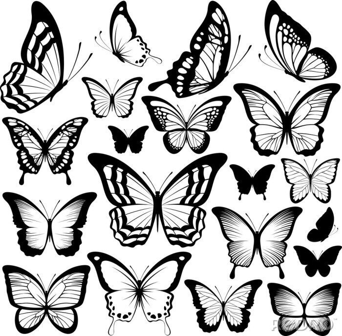 Sticker Verschillende soorten vlinders zwart-wit tekeningen