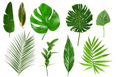 Stickers Verschillende tropische bladeren op witte achtergrond
