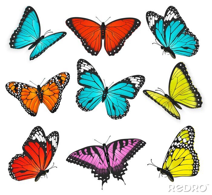 Sticker Verschillende vlinders op een lege achtergrond