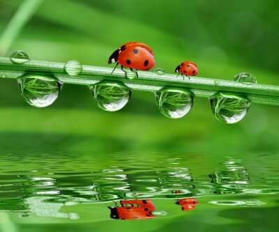 Sticker verse ochtenddauw en lieveheersbeestje