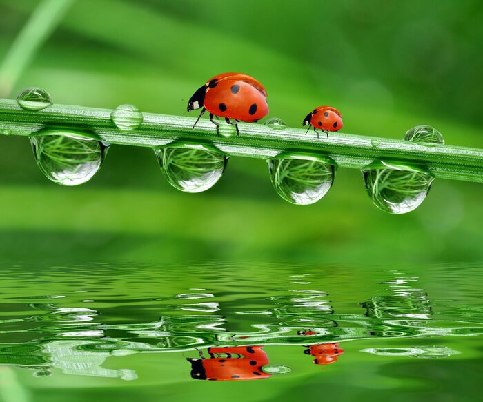 Sticker verse ochtenddauw en lieveheersbeestje