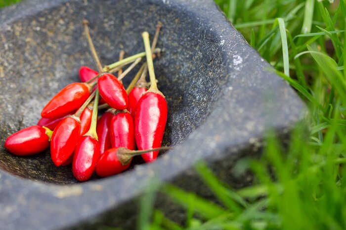 Sticker Verse rode paprika's in steenmortier op groen gras