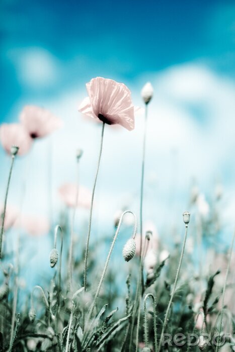 Sticker Vervaagde papaverbloemblaadjes