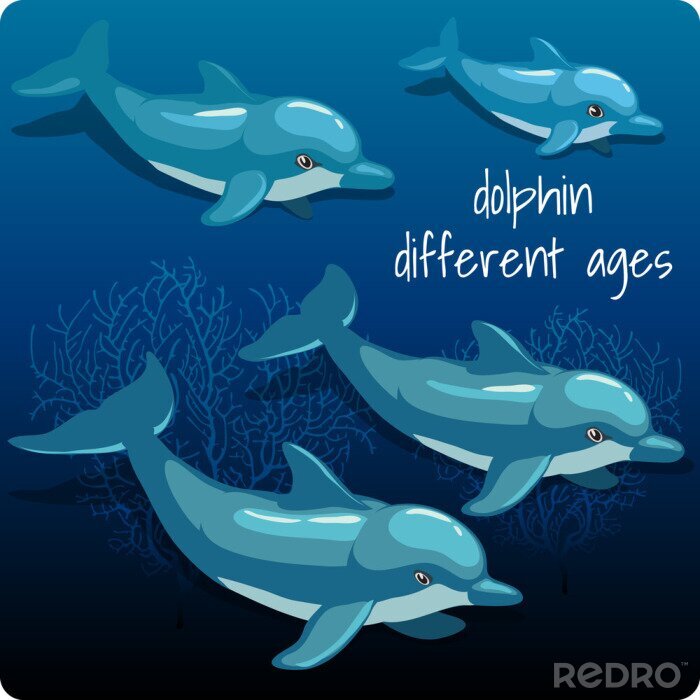 Sticker Vier dolfijnen met ruimte voor tekst