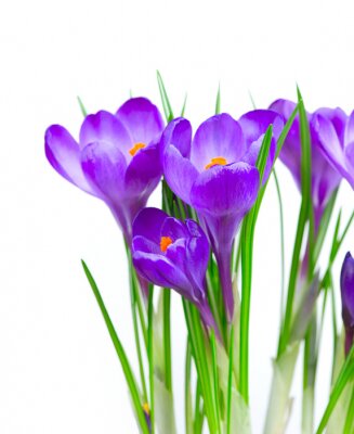 Violette bloemen 3d