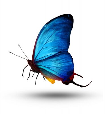 Sticker Vliegende blauwe vlinder