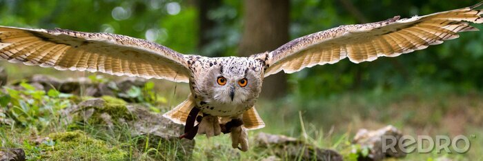 Sticker Vliegende oehoe