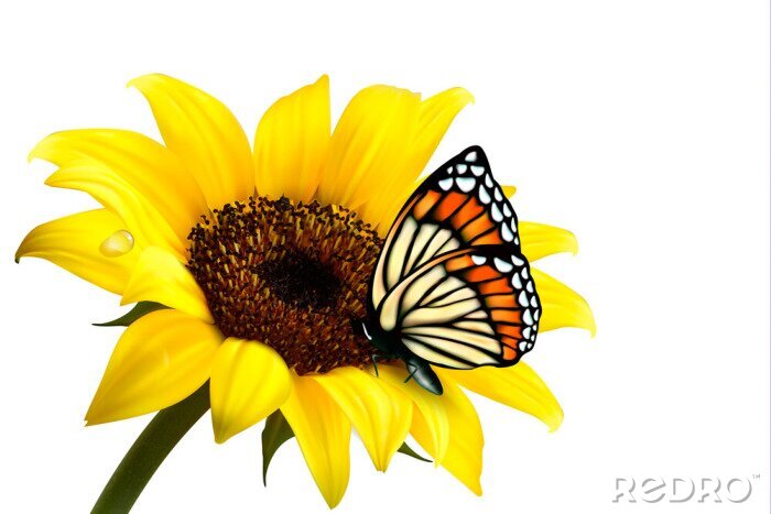Sticker Vlinder aan een zonnebloem