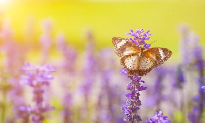 Sticker Vlinder aan lavendel
