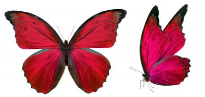 Sticker Vlinder in rode kleuren