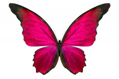 Sticker Vlinder in verzadigde kleuren