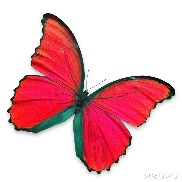 Sticker Vlinder met rode vleugels