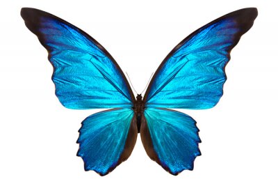 Sticker Vlinder op een heldere achtergrond