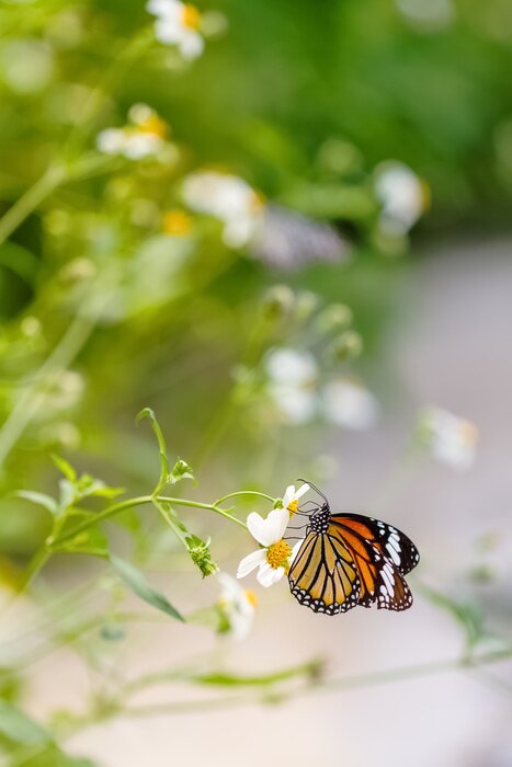 Sticker Vlinder op een veldbloem