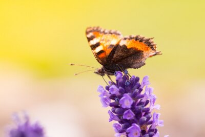 Vlinder zittend op lavendel