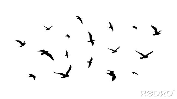Sticker Vogels in de lucht zwart-wit afbeelding