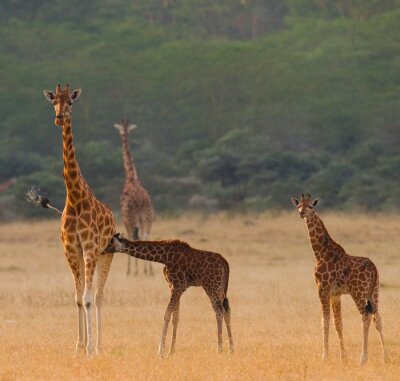 Vrouwelijke giraf met een baby in de savanne. Kenia. Tanzania. Oost Afrika. Een uitstekende illustratie.