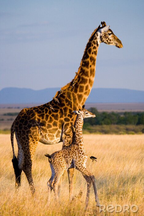 Sticker Vrouwelijke giraf met een baby in de savanne. Kenia. Tanzania. Oost Afrika. Een uitstekende illustratie.
